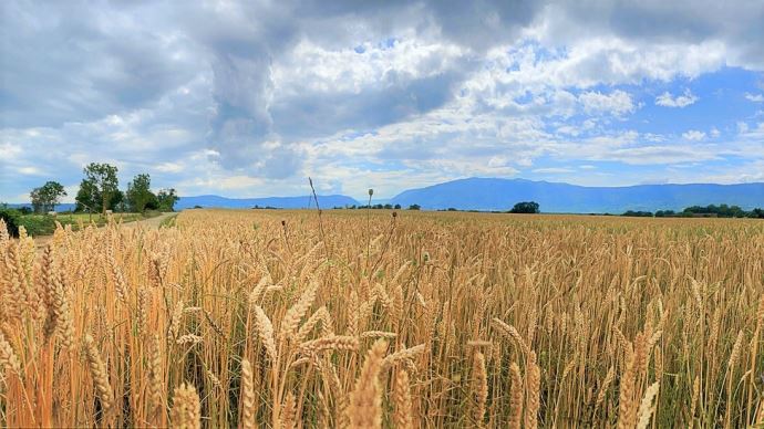 L'initiative Farm a pour objectif de limiter les conséquences de la guerre en Ukraine, l'un des "grenier à blé" du monde, sur la sécurité alimentaire (©Pixabay)